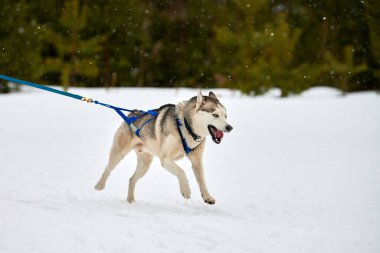 Kızaklı köpek yarışında Koşan Husky köpeği. Kış köpeği kızak takımı yarışması. Koşumlu Sibirya Husky köpeği kayakçı ya da musher kızağı. Karlı ülkeyi baştan başa geçen yolda etkin çalışma