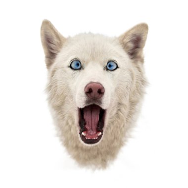 İri, şaşkın bakışlı, izole, komik, iri suratlı. Şok olmuş şirin bir bakış. Sersemlemiş Sibirya Husky 'si. Çılgın tasarım.