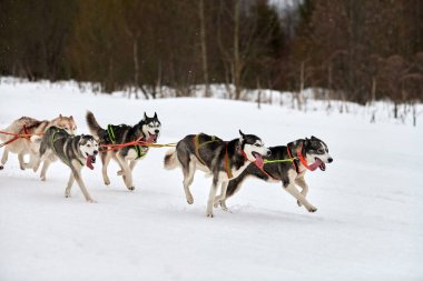 Kızaklı köpek yarışında Koşan Husky köpeği. Kış köpeği kızak takımı yarışması. Koşumlu Sibirya Husky köpeği kayakçı ya da musher kızağı. Karlı ülkeyi baştan başa geçen yolda etkin çalışma