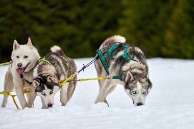 Kızaklı köpek yarışında Koşan Husky köpeği. Kış köpeği kızak takımı yarışması. Koşumlu Sibirya Husky köpeği kayakçı ya da musher kızağı. Karlı ülkeyi baştan başa geçen yolda etkin çalışma
