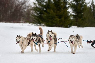 Kızaklı köpek yarışında Koşan Husky köpeği. Kış köpeği kızak takımı yarışması. Koşumlu Sibirya Husky köpeği kayakçı ya da musher kızağı. Karlı ülkeyi baştan başa geçen yolda etkin çalışma