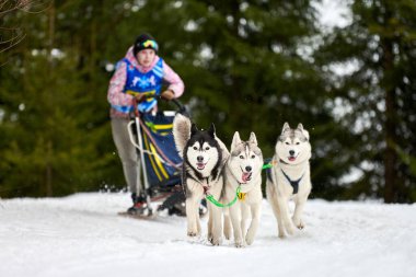 Husky kızak köpek yarışı. Kış köpeği kızak takımı yarışması. Sibirya köpekleri musher ile kızak çeker. Karlı ülkeyi baştan başa geçen yolda etkin çalışma