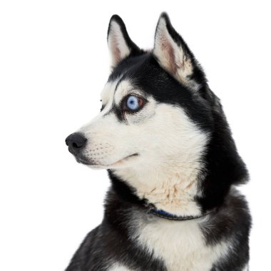 İri, şaşkın bakışlı, izole, komik, iri suratlı. Şok olmuş şirin bir bakış. Sersemlemiş Sibirya Husky 'si. Çılgın tasarım.