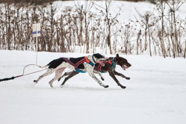 Kızak köpek yarışında koşan Pointer köpeği. Kış köpeği kızak takımı yarışması. Koşumlu İngiliz işaret köpeği kayakçı ya da musher ile kızak. Karlı ülkeyi baştan başa geçen yolda etkin çalışma