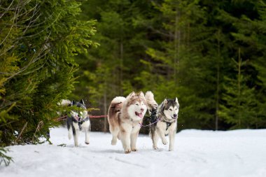 Kızaklı köpek yarışında Koşan Husky köpeği. Kış köpeği kızak takımı yarışması. Koşumlu Sibirya Husky köpeği kayakçı ya da musher kızağı. Karlı ülkeyi baştan başa geçen yolda etkin çalışma