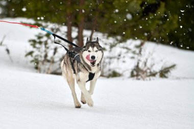 Kızaklı köpek yarışında Koşan Husky köpeği. Kış köpeği kızak takımı yarışması. Koşumlu Sibirya Husky köpeği kayakçı ya da musher kızağı. Karlı ülkeyi baştan başa geçen yolda etkin çalışma
