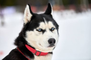 Husky kızak köpek suratı, kış geçmişi. Sibirya Husky köpeği, açık havada ağızlık portresi yapıyor. Yarıştan önce yürüyüş yapan güzel bir hayvan..