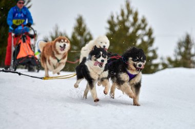 Husky kızak köpek yarışı. Kış köpeği kızak takımı yarışması. Sibirya köpekleri musher ile kızak çeker. Karlı ülkeyi baştan başa geçen yolda etkin çalışma