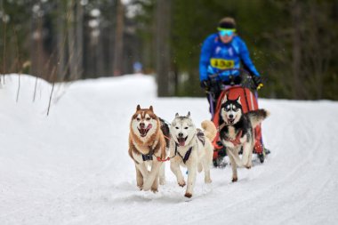 Husky kızak köpek yarışı. Kış köpeği kızak takımı yarışması. Sibirya köpekleri musher ile kızak çeker. Karlı ülkeyi baştan başa geçen yolda etkin çalışma
