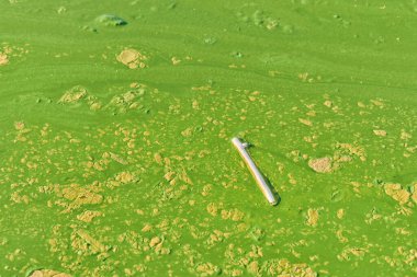 Çevresel su kirliliği. Kirli nehir - kirli yeşil su, çöp, atık ve çöp. Zararlı su, zehirli biyolojik tehlike. Lağım ve atık su