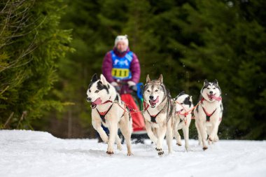 Husky kızak köpek yarışı. Kış köpeği kızak takımı yarışması. Sibirya köpekleri musher ile kızak çeker. Karlı ülkeyi baştan başa geçen yolda etkin çalışma