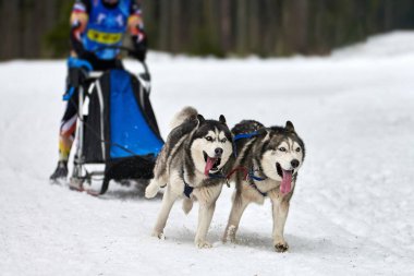 Husky kızak köpek yarışı. Kış köpeği kızak takımı yarışması. Sibirya köpekleri musher ile kızak çeker. Karlı ülkeyi baştan başa geçen yolda etkin çalışma