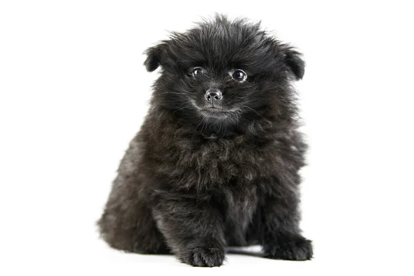 Pomerania Cucciolo Spitz Isolato Carino Nero Pomerania Sfondo Bianco Famiglia — Foto Stock