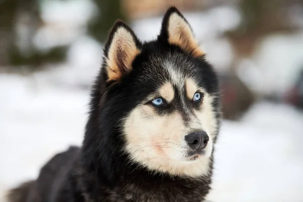 Husky Sled Cara Cão Fundo Inverno Siberian Husky Dog Breed — Fotografia de Stock