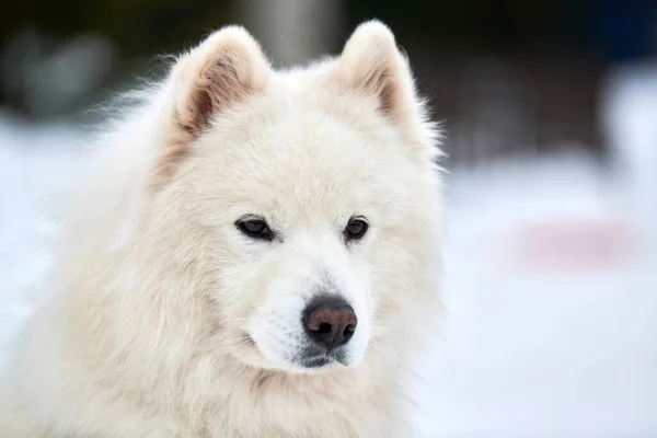 ハスキーそり犬の顔 冬の背景 シベリアのハスキー犬は屋外の銃口肖像画を繁殖させる レースの競争の前に歩く美しい面白いペット — ストック写真