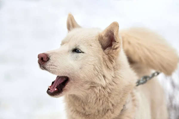 Husky Zaprzęg Twarz Psa Tło Zimowe Syberyjski Husky Pies Rasy — Zdjęcie stockowe