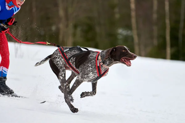 Skijoring dog racing. Winter dog sport competition. Pointer dog pulls skier. Active skiing on snowy cross country track road