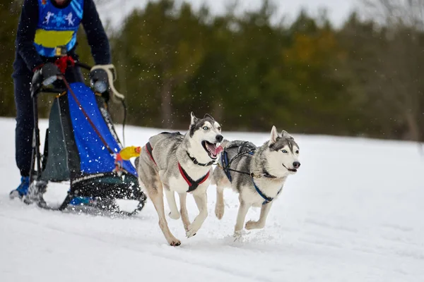 Husky sled dog racing. Winter dog sport sled team competition. Siberian husky dogs pull sled with musher. Active running on snowy cross country track road