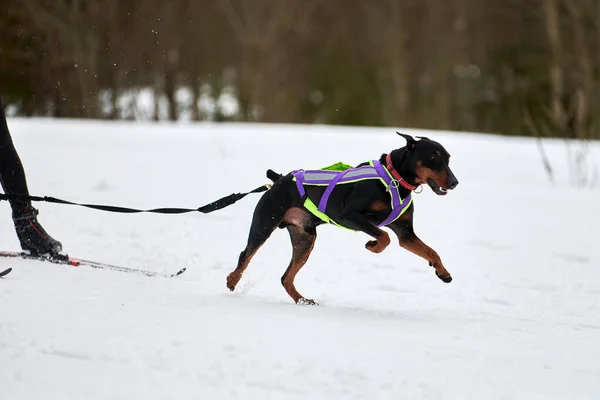 Skijoring dog racing. Winter dog sport competition. Doberman dog pulls skier. Active skiing on snowy cross country track road