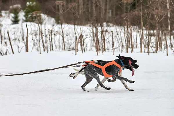 Running Pointer dog on sled dog racing. Winter dog sport sled team competition. English pointer dog in harness pull skier or sled with musher. Active running on snowy cross country track road