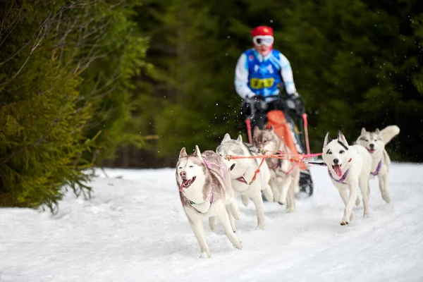 Husky Släde Hundkapplöpning Vinter Hund Sport Släde Laget Konkurrens Sibirien — Stockfoto