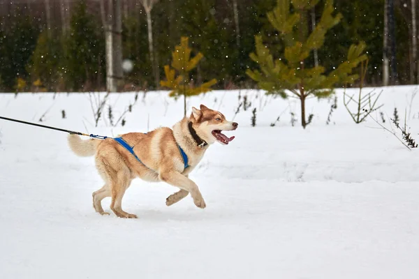 Running Husky dog on sled dog racing. Winter dog sport sled team competition. Siberian husky dog in harness pull skier or sled with musher. Active running on snowy cross country track road