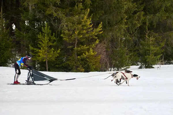 Husky Sling Dog Racing Zimní Psí Sportovní Spřežení Sibiřští Chraptiví — Stock fotografie