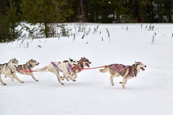 Running Husky dog on sled dog racing. Winter dog sport sled team competition. Siberian husky dog in harness pull skier or sled with musher. Active running on snowy cross country track road