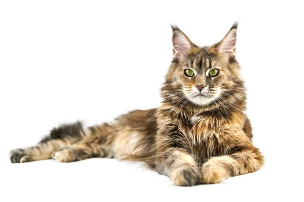 Gato Casulo Adulto Maine Isolado Cute Tortoiseshell Maine Coon Cat — Fotografia de Stock