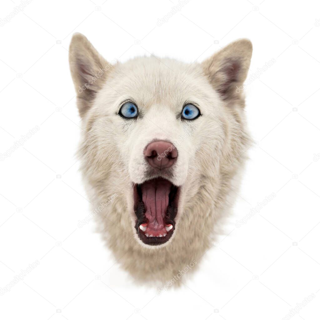 Funny husky face with big surprised eyes, isolated. Cute shocked look. Stunned mad Siberian Husky. Crazy design.