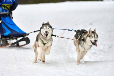 Husky kızak köpek yarışı. Kış köpeği kızak takımı yarışması. Sibirya köpekleri musher ile kızak çeker. Karlı ülkeyi baştan başa geçen yolda etkin çalışma