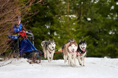Husky kızak köpek yarışı. Kış köpeği kızak takımı yarışması. Sibirya köpekleri musher ile kızak çeker. Karlı ülkeyi baştan başa geçen yolda etkin çalışma