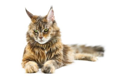 Yetişkin Maine Rakun Kedisi, izole edilmiş. Beyaz arka planda sevimli kaplumbağa kabuklu maine-coon kedi. Kaplumbağa kabuğu renginde komik safkan bir kedi. Stüdyo çekimi, tasarım ya da reklam için uygun..