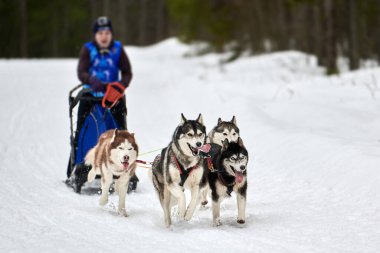 Husky kızak köpek yarışı. Kış köpeği kızak takımı yarışması. Sibirya köpekleri musher ile kızak çeker. Karlı ülkeyi baştan başa geçen yolda etkin çalışma