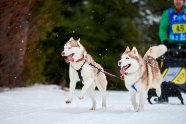 Husky kızak köpek yarışı. Kış köpeği kızak takımı yarışması. Sibirya köpekleri musher ile kızak çeker. Karlı ülkeyi baştan başa geçen yolda etkin çalışma