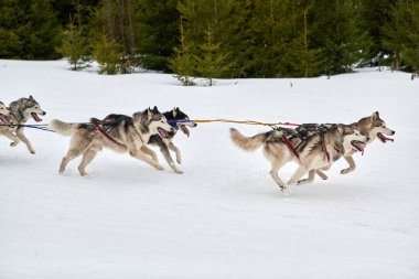 Kızaklı köpek yarışında Koşan Husky köpeği. Kış köpeği kızak takımı yarışması. Koşumlu Sibirya Husky köpeği kayakçı ya da musher kızağı. Karlı ülkeyi baştan başa geçen yolda etkin çalışma
