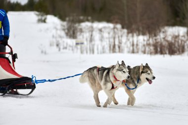 Kızaklı köpek yarışında Koşan Husky köpeği. Kış köpeği kızak takımı yarışması. Koşumlu Sibirya Husky köpeği kayakçı ya da musher kızağı. Karlı ülkeyi baştan başa geçen yolda etkin çalışma