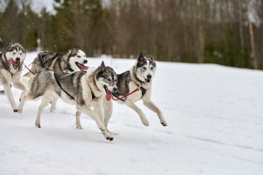 Kızaklı köpek yarışında Koşan Husky köpeği. Kış köpeği kızak takımı yarışması. Koşumlu Sibirya Husky köpeği kayakçı ya da musher kızağı. Karlı ülkeyi baştan başa geçen yolda etkin çalışma