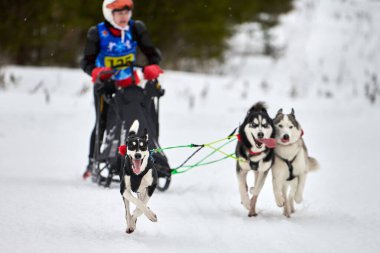 Husky kızak köpek yarışı. Kış köpeği kızak takımı yarışması. Sibirya köpekleri musher ile kızak çeker. Karlı ülkeyi baştan başa geçen yolda etkin çalışma
