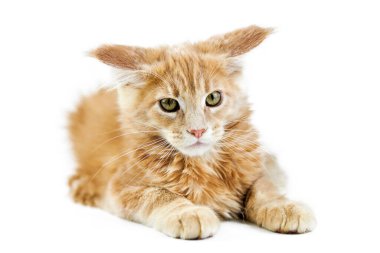 Maine Rakun Yavrusu, izole edilmiş. Beyaz arka planda şirin bir rakun kedi. Küçük komik safkan kedi, bej krem rengi. Stüdyo çekimi, tasarım ya da reklam için uygun..