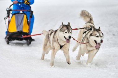 Husky kızak köpek yarışı. Kış köpeği kızak takımı yarışması. Sibirya köpekleri musher ile kızak çeker. Karlı ülkeyi baştan başa geçen yolda etkin çalışma