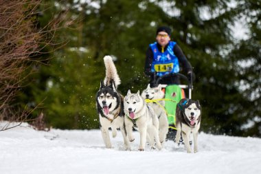 Husky kızak köpek yarışı. Kış köpeği kızak takımı yarışması. Sibirya köpekleri musher ile kızak çeker. Karlı ülkeyi baştan başa geçen yolda etkin çalışma
