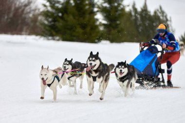 Husky kızak köpek yarışı. Kış köpeği kızak takımı yarışması. Sibirya köpekleri musher ile kızak çeker. Karlı ülkeyi baştan başa geçen yolda etkin çalışma