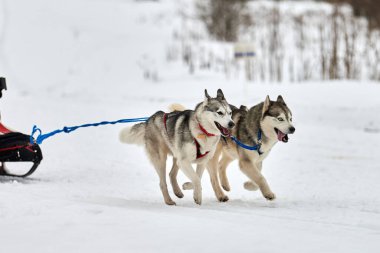 Kızaklı köpek yarışında Koşan Husky köpeği. Kış köpeği kızak takımı yarışması. Koşumlu Sibirya Husky köpeği kayakçı ya da musher kızağı. Karlı ülkeyi baştan başa geçen yolda etkin çalışma