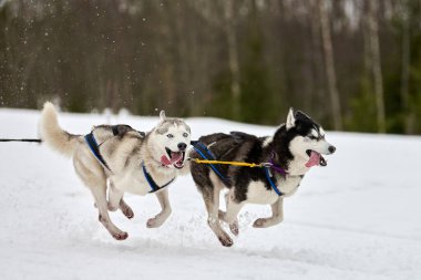 Kızaklı köpek yarışında Koşan Husky köpeği. Kış köpeği kızak takımı yarışması. Koşumlu Sibirya Husky köpeği kayakçı ya da musher kızağı. Karlı ülkeyi baştan başa geçen yolda etkin çalışma