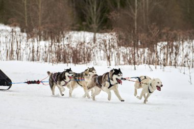 Kızaklı köpek yarışında Koşan Husky köpeği. Kış köpeği kızak takımı yarışması. Koşumlu Sibirya Husky köpeği kayakçı ya da musher kızağı. Karlı ülkeyi baştan başa geçen yolda etkin çalışma