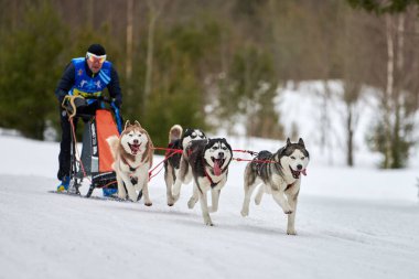 Husky kızak köpek yarışı. Kış köpeği kızak takımı yarışması. Sibirya köpekleri musher ile kızak çeker. Karlı ülkeyi baştan başa geçen yolda etkin çalışma