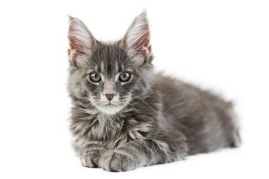 Maine Rakun Yavrusu, izole edilmiş. Beyaz arka planda şirin bir rakun kedi. Küçük komik safkan kedi, gri renk. Stüdyo çekimi, tasarım ya da reklam için uygun..
