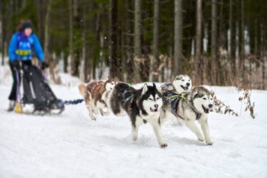 Husky kızak köpek yarışı. Kış köpeği kızak takımı yarışması. Sibirya köpekleri musher ile kızak çeker. Karlı ülkeyi baştan başa geçen yolda etkin çalışma