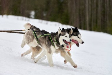 Kızaklı köpek yarışında Koşan Husky köpeği. Kış köpeği kızak takımı yarışması. Koşumlu Sibirya Husky köpeği kayakçı ya da musher kızağı. Karlı ülkeyi baştan başa geçen yolda etkin çalışma